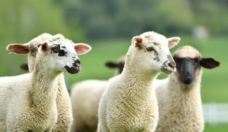 Levée de l’interdiction d’abattage des femelles ovines et caprines