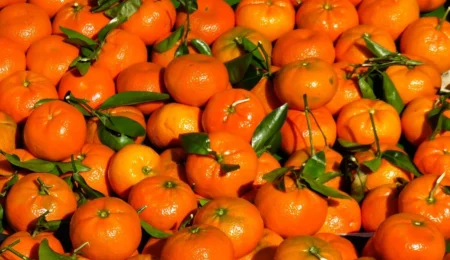 production agrume Maroc