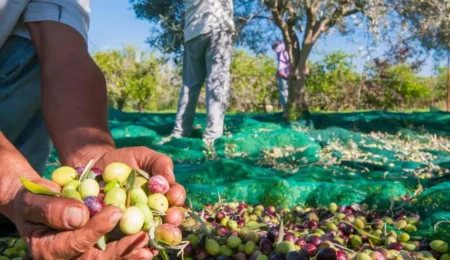 rendement oléicole Maroc