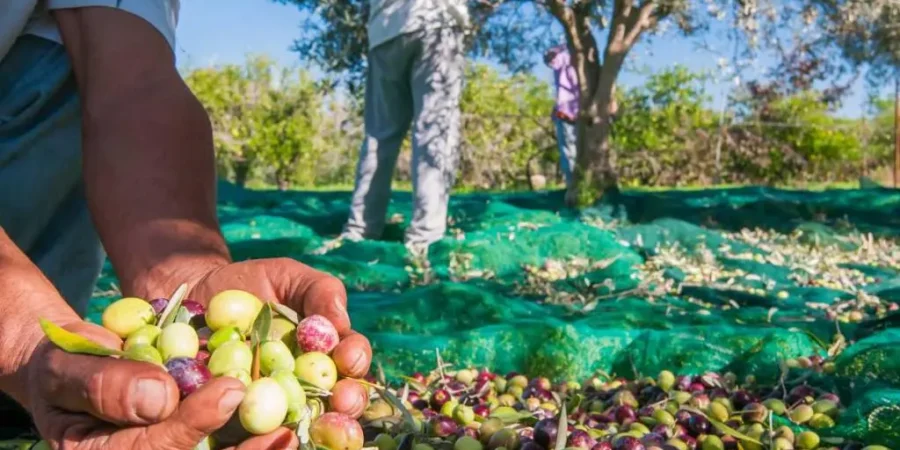 rendement oléicole Maroc