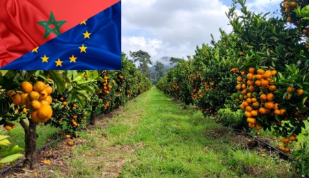 Accord agricole Maroc-UE : un nouveau souffle pour la filière et les familles rurales