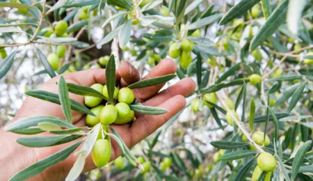 Al Moutmir dynamise la récolte d’olives à Moulay Yacoub grâce à des pratiques agricoles durables
