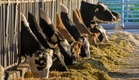 Distribution massive des aides aux éleveurs marocains