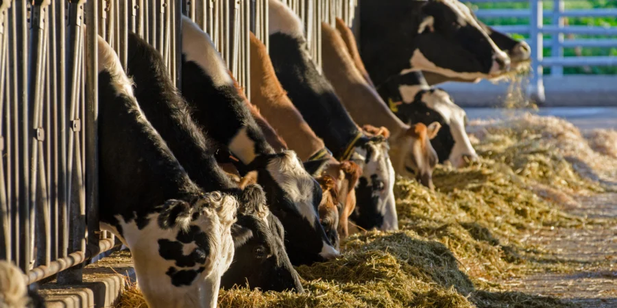 Distribution massive des aides aux éleveurs marocains