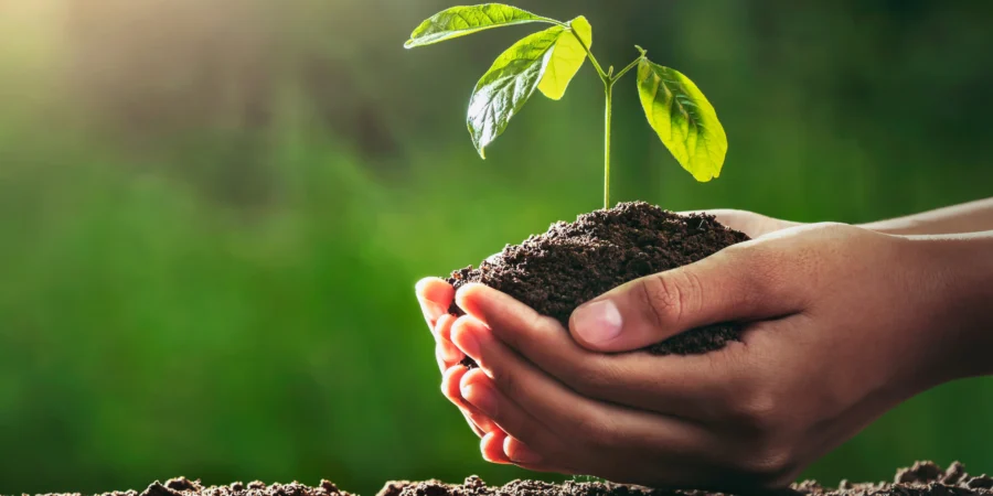 Et si le Maroc n’était pas en retard ? La méthode japonaise qui redonne vie aux sols sans engrais ni chimie