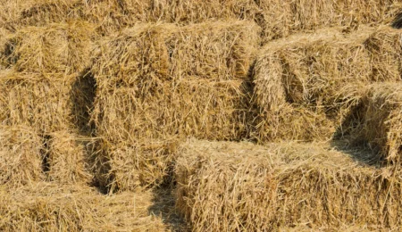 Fourrage au Maroc : 60 DH le foin, 120 DH la luzerne, la crise s’installe