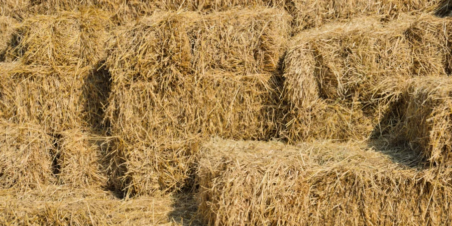 Fourrage au Maroc : 60 DH le foin, 120 DH la luzerne, la crise s’installe