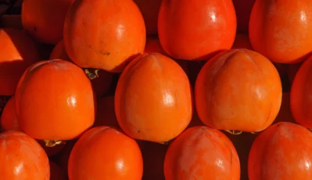 Kaki : astuces et conseils pour une récolte réussie au Maroc