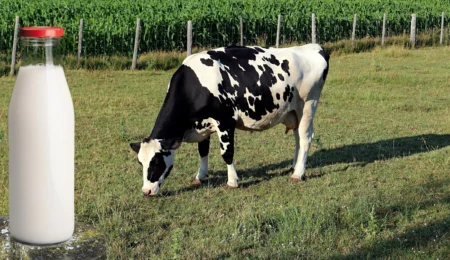 Lait biologique au Maroc