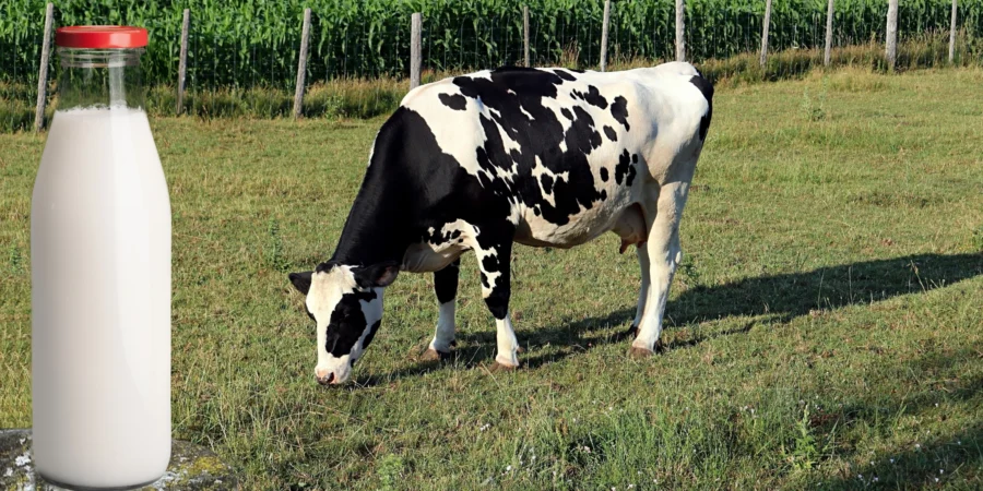 Lait biologique au Maroc
