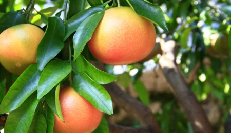 Le Maroc double ses exportations de pamplemousses vers le Canada