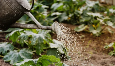 Maroc : et si l’eau devenait le fer de lance d’une agriculture durable et solidaire ?