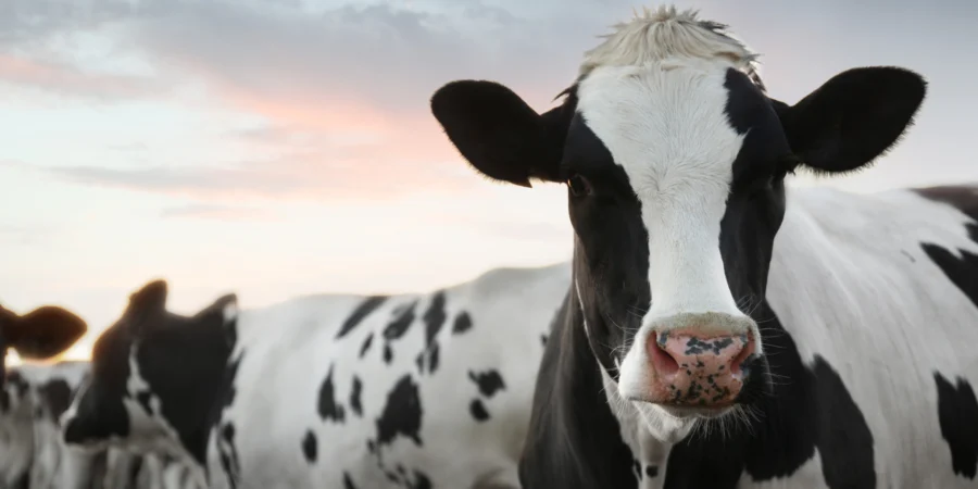La filière laitière marocaine, un nouveau souffle