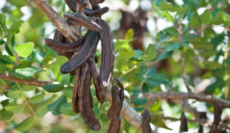 Le caroubier, l’arbre d’avenir qui allie tradition et innovation pour une agriculture durable au Maroc