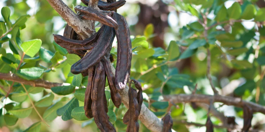 Le caroubier, l’arbre d’avenir qui allie tradition et innovation pour une agriculture durable au Maroc
