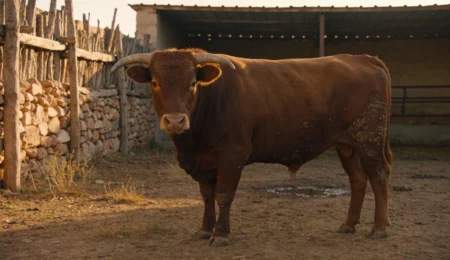 Les Vaches Anciennes du Maroc