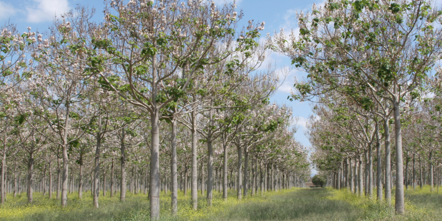 Paulownia : l’arbre du futur pour le Maroc