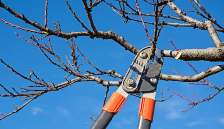 Taille hivernale des arbres fruitiers au Maroc