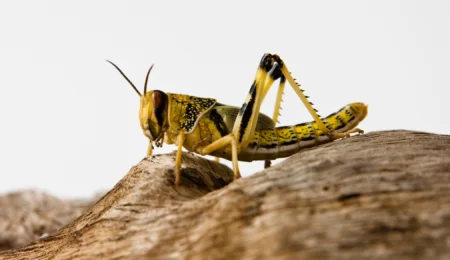 Criquet pèlerin : La FAO alerte, nos agriculteurs doivent rester vigilants