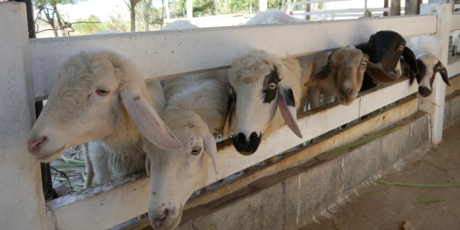 Programme Royal de reconstitution du cheptel national