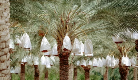 Les Dattes Marocaines en Plein Essor : 160 000 Tonnes et une Opportunité Historique