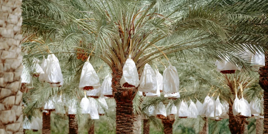 Les Dattes Marocaines en Plein Essor : 160 000 Tonnes et une Opportunité Historique