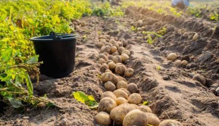 Pomme de terre à 2 DH le kilo : Bonne affaire pour vous, casse-tête pour nos producteurs