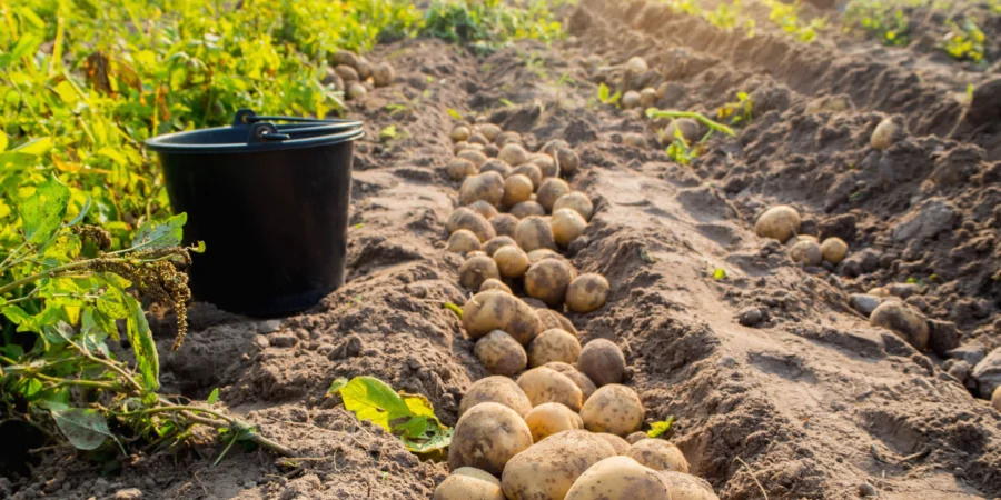 Pomme de terre à 2 DH le kilo : Bonne affaire pour vous, casse-tête pour nos producteurs