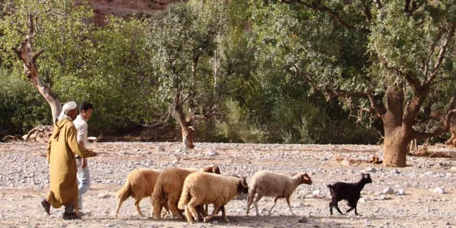 règles successorales islamiques