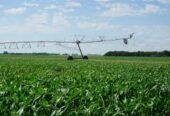 Ferme irriguée de 3 hectares à vendre – idéale pour les oliveraies et les agrumes