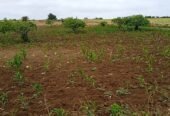 Terrain de 4 hectares sur Ben Ahmed