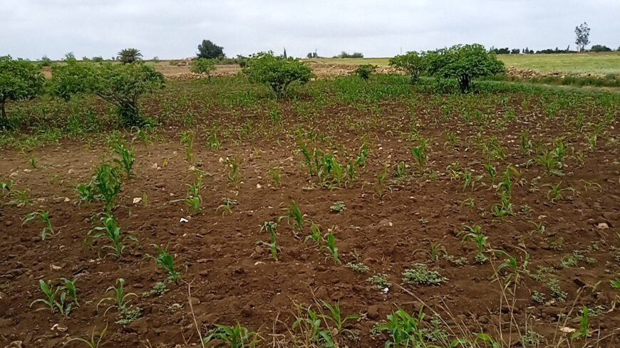 Terrain de 4 hectares sur Ben Ahmed