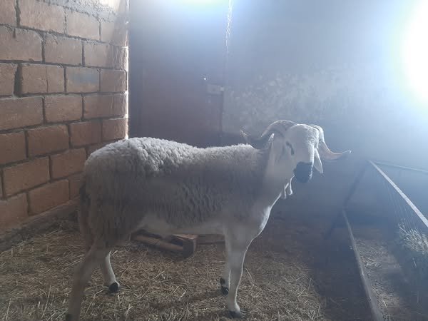 Agneau Sardi
