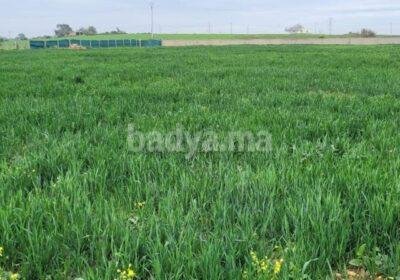 1-hectare-titre-proche-de-bouznika-4460000751047551720