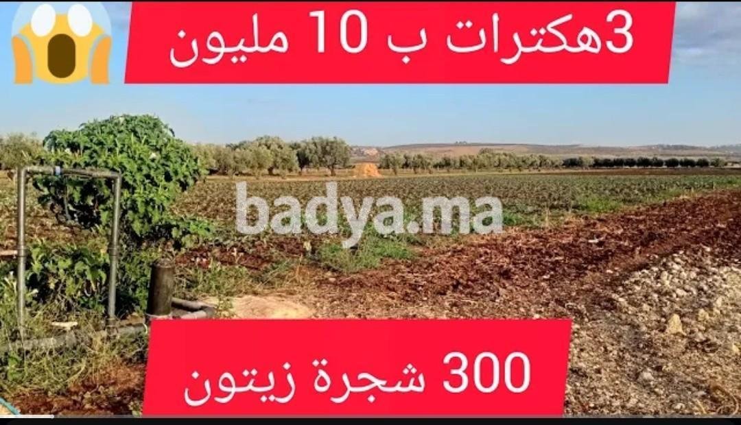 Terrain à vendre 3 hectares