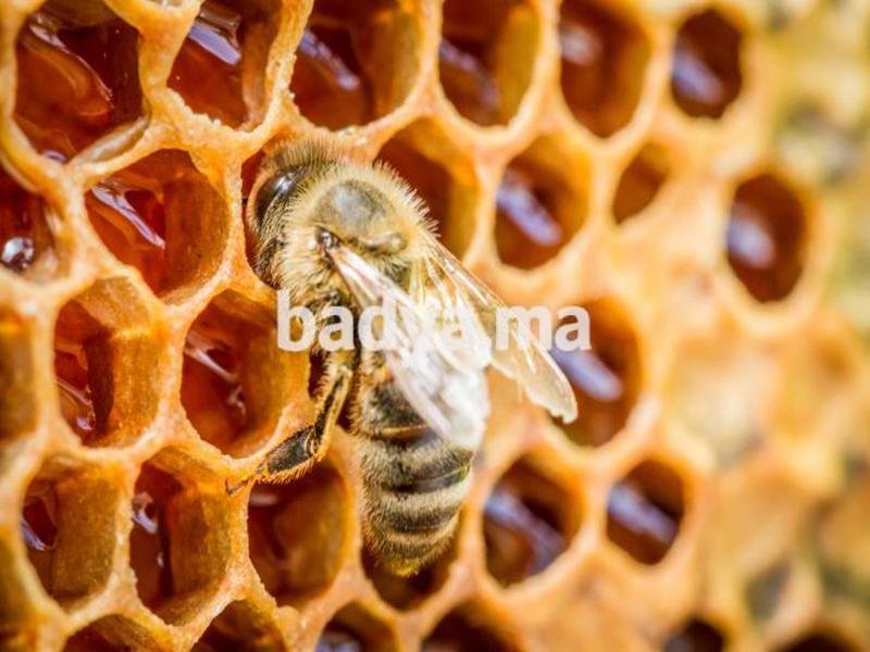 Vente de miel naturel & produits de la ruche Maroc