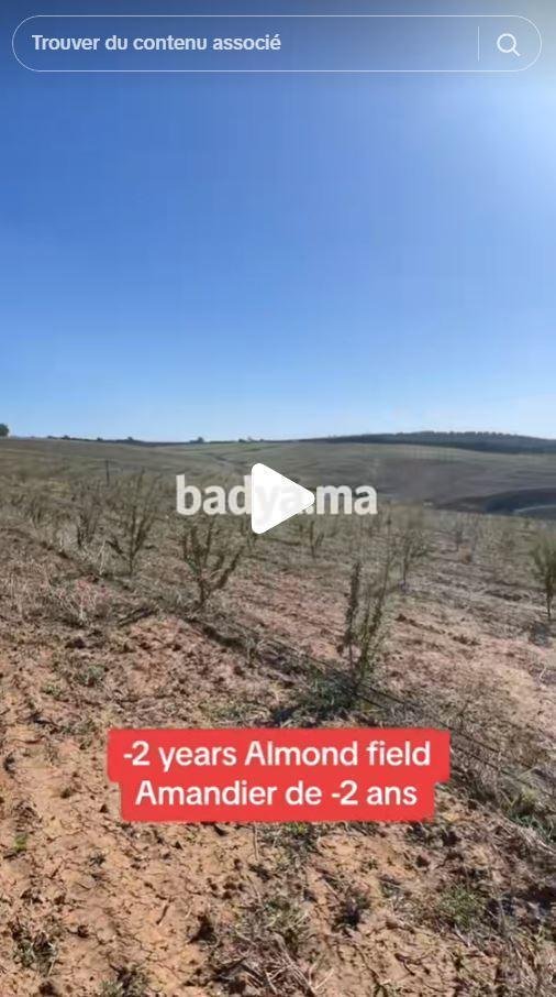 Champ d’amandier à Beni Mellal