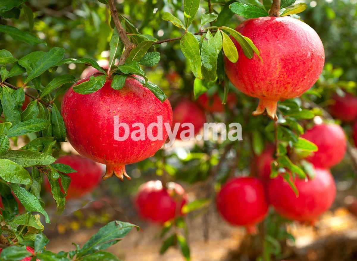 بيع رمان طازج عالي الجودة