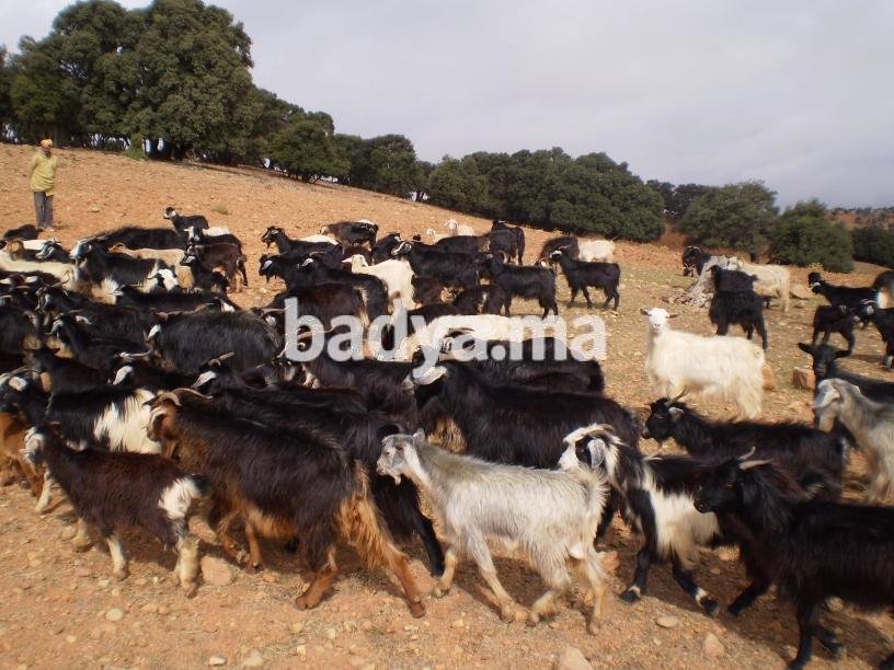 recherche de  chèvres pour élevage