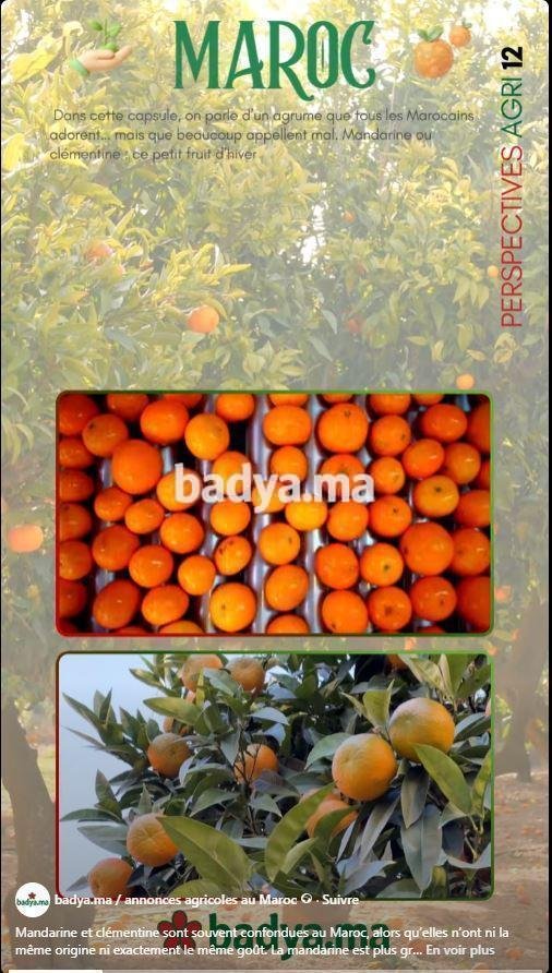 miniature-cle-ou-manda